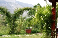 /album/i-fiori-di-casa-acquarella/a13-img-8494-r-jpg/